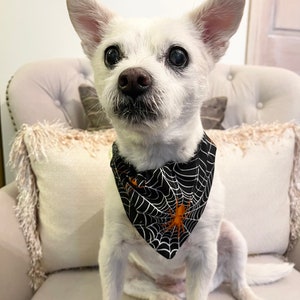Op de afbeelding: Een kleine witte hond met een zwart-wit spinnenwebpatroon bandana met een oranje spin. De hond zit op een cr&egrave;mekleurige stoel met een kussen met franjes. De hond heeft donkere ogen en een zwarte neus.