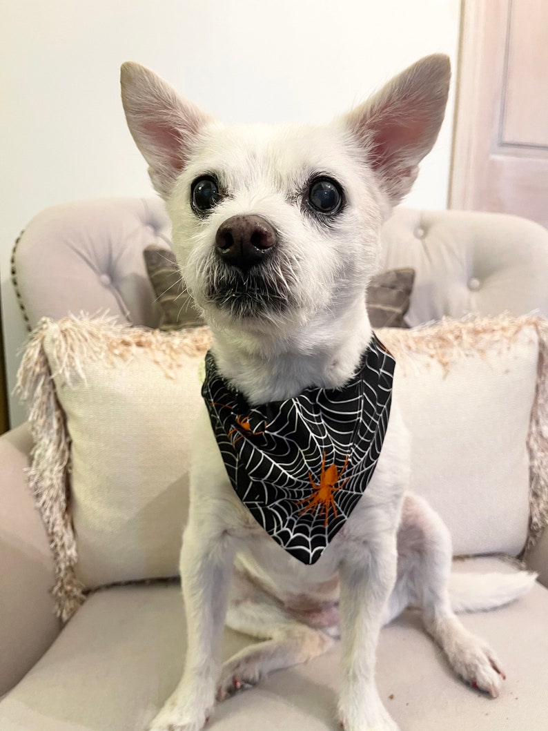 Op de afbeelding: Een kleine witte hond met een zwart-wit spinnenwebpatroon bandana met een oranje spin. De hond zit op een cr&egrave;mekleurige stoel met een kussen met franjes. De hond heeft donkere ogen en een zwarte neus.