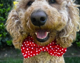 Bowtie for Dogs, Red, White, Polka Dots, Red and White, Bowtie, Dog, Dog Bowtie, Classic, Vibrant, Cheerful, Retro, Playful, Eye Catching