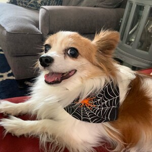 Op de afbeelding: Een vrolijke hond met lang, wit en bruin haar, met een zwarte bandana met een wit spinnenwebontwerp en een oranje spin. De hond ligt op een rode ondergrond, met een grijze bank en lantaarn op de achtergrond.