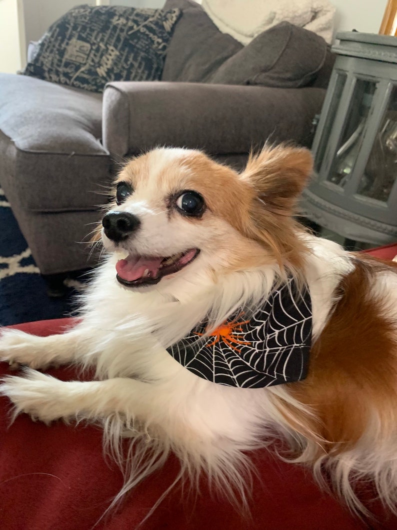 Op de afbeelding: Een vrolijke hond met lang, wit en bruin haar, met een zwarte bandana met een wit spinnenwebontwerp en een oranje spin. De hond ligt op een rode ondergrond, met een grijze bank en lantaarn op de achtergrond.