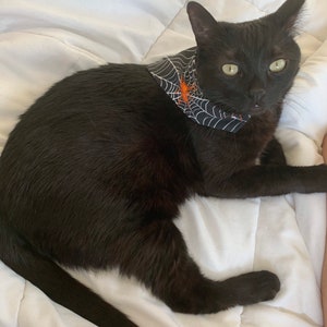 Op de afbeelding: Een zwarte kat draagt een Halloween-bandana met een wit spinnenwebontwerp en een oranje spin. De kat ligt op een wit, getextureerd oppervlak.