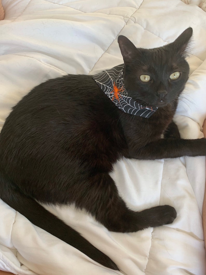 Op de afbeelding: Een zwarte kat draagt een Halloween-bandana met een wit spinnenwebontwerp en een oranje spin. De kat ligt op een wit, getextureerd oppervlak.