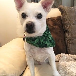 May include: A small, white dog with a green bandana featuring a cannabis leaf pattern. The dog is sitting on a cream-colored couch, with its front paws visible. The dog's nails are painted red.