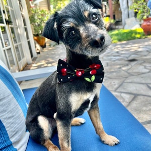 May include: A small, black and tan dog wearing a black bow tie with a cherry pattern. The dog is sitting on a blue cushion, with a blurred outdoor background. The bow tie features red cherries and green leaves.