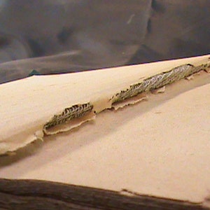 May include: Close-up of a book's spine with a torn section revealing the stitching that holds the pages together.