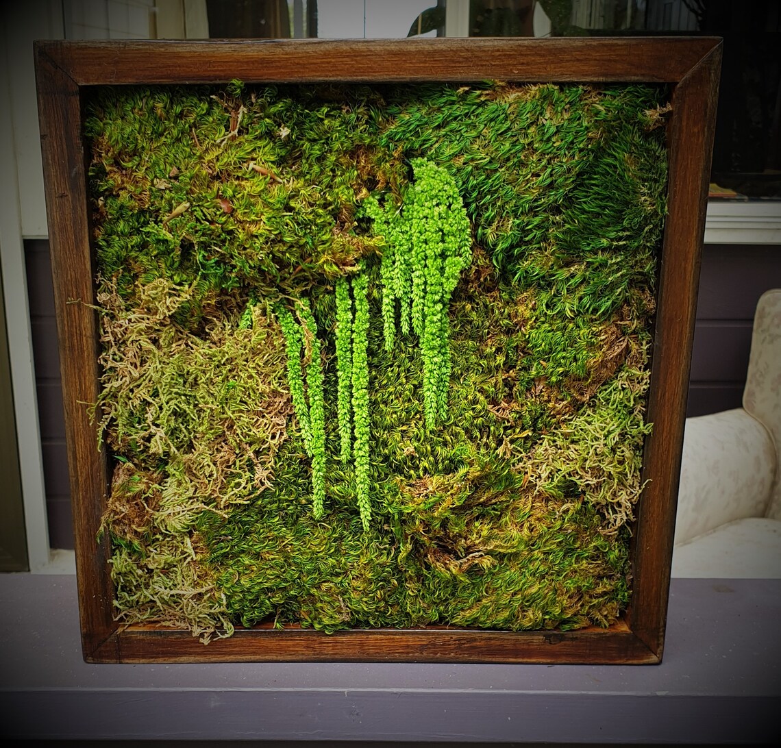 Handmade Preserved Moss Frame Etsy