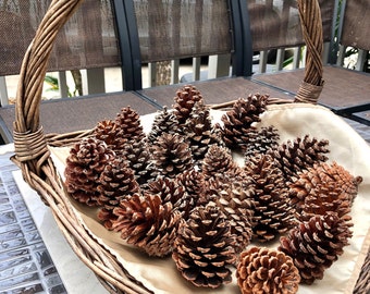 Wreath Craft Supplies Floral Crafts Perfect for Crafting All Natural Oregon Pinecones 50 Medium Ponderosa Pine Cones