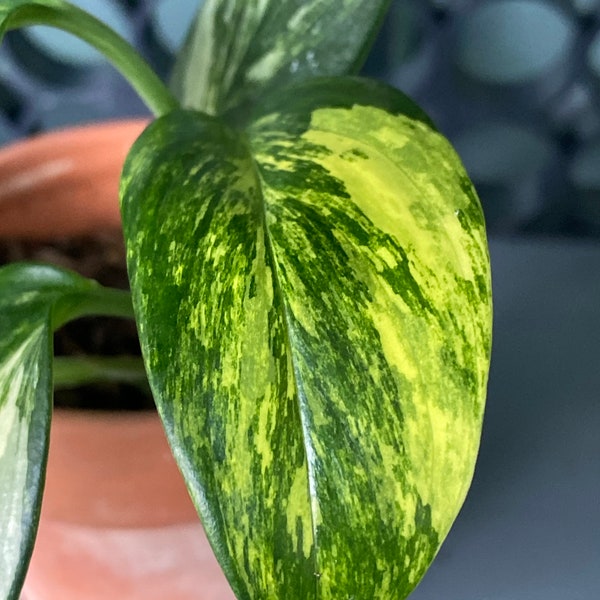 monstera standleyana aurea