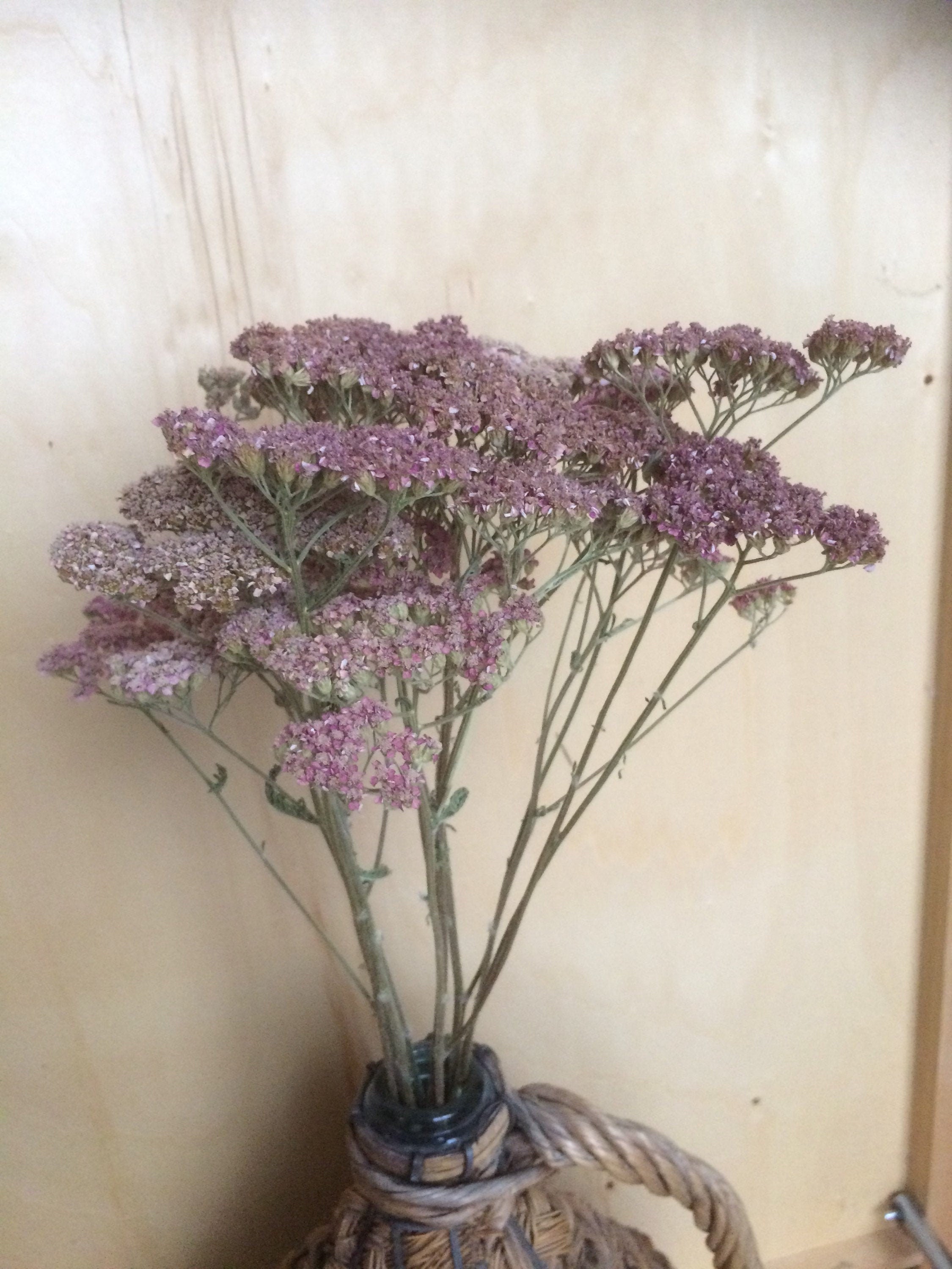 Achillée Millefeuille, Bouquet Sec, Décoration Naturelle