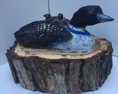 Momma Loon With Hitchhiking Chicks
