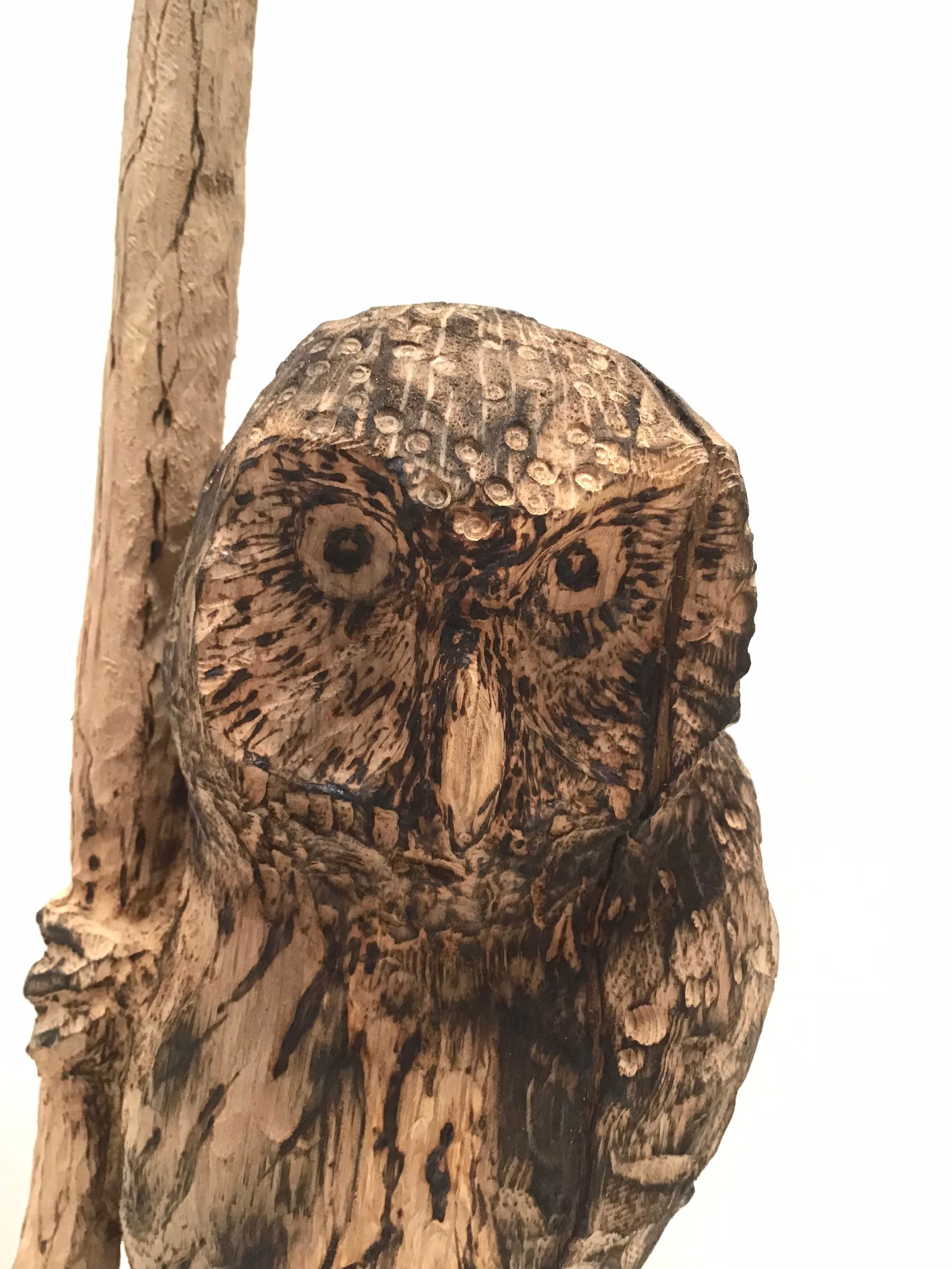 Northern Pygmy Owl 1