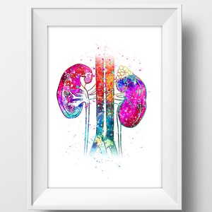 Sistema urinario Stampa acquerello Rene anatomico Poster Glomerulus Art Medical Office Decor Anatomia umana Urologia Ufficio Decor Medico Regalo