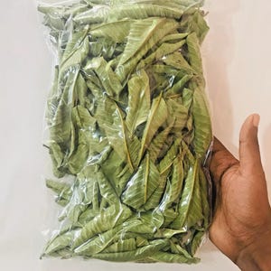 1000 folhas de goiaba, frescas, verdes e secas, folha de goiaba Psidium, o melhor chá de goiaba natural, 100% orgânico