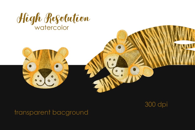 May include: Two watercolour illustrations of tigers. One tiger is a full body illustration of a tiger lying on its belly with its paws outstretched. The other tiger is a close-up of a tiger's face. Both tigers are yellow and orange with black stripes. The text "High Resolution watercolour" and "transparent background" are visible in the image.