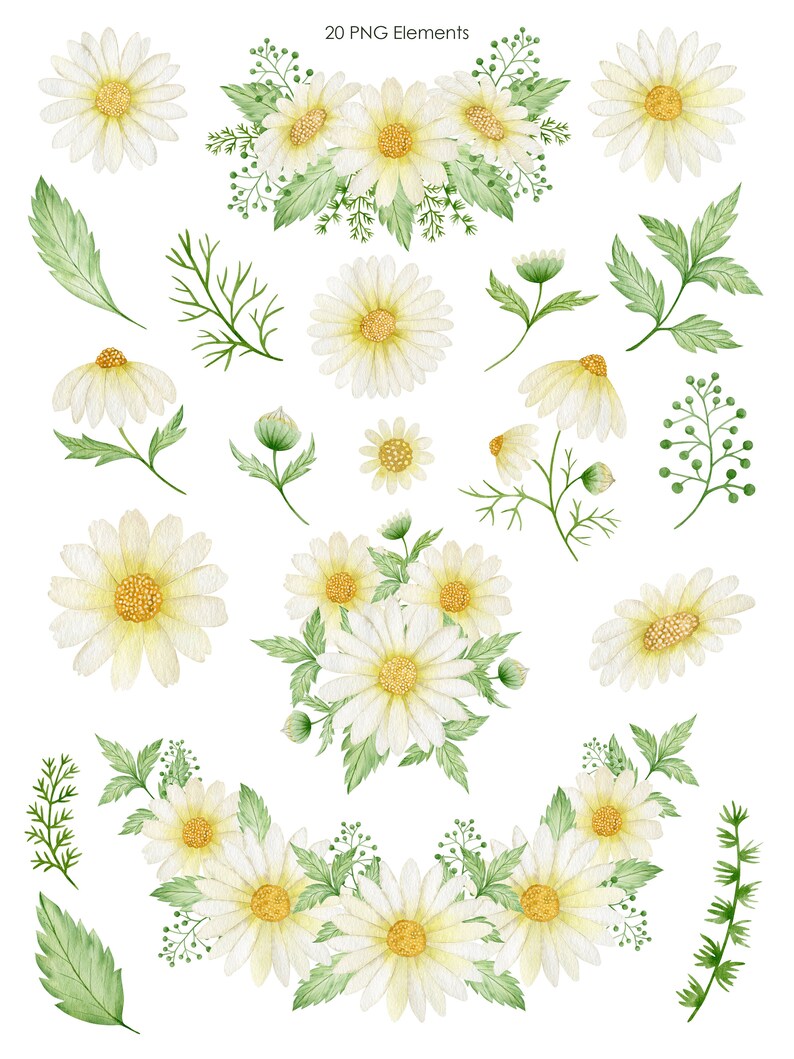 May include: A set of 20 watercolor illustrations of daisies and greenery. The illustrations are perfect for creating digital or printed designs, such as greeting cards, invitations, and scrapbook pages.