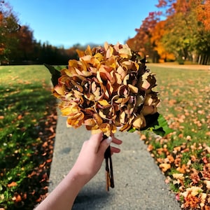May include: A bouquet of dried hydrangeas in shades of brown and yellow. The flowers are arranged in a circular shape and are held in a person's hand.