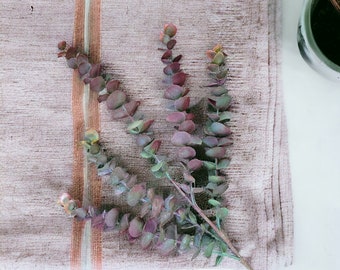 This Eucalyptus stem is perfect for bridal, weddings, home decor, floral crafts, & DIY projects.