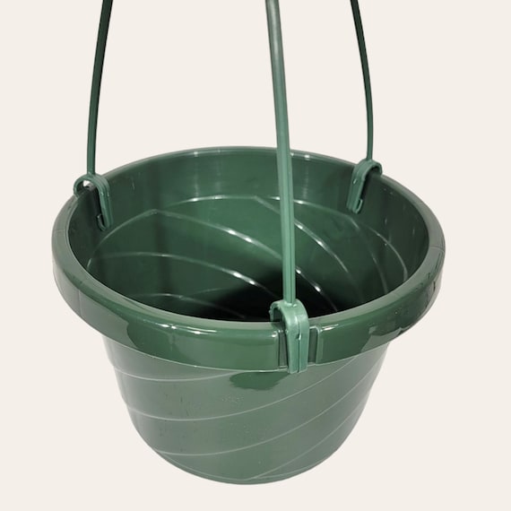 money attract plant Buy Top 5 Plants to Attract Money online from Nurserylive at lowest price