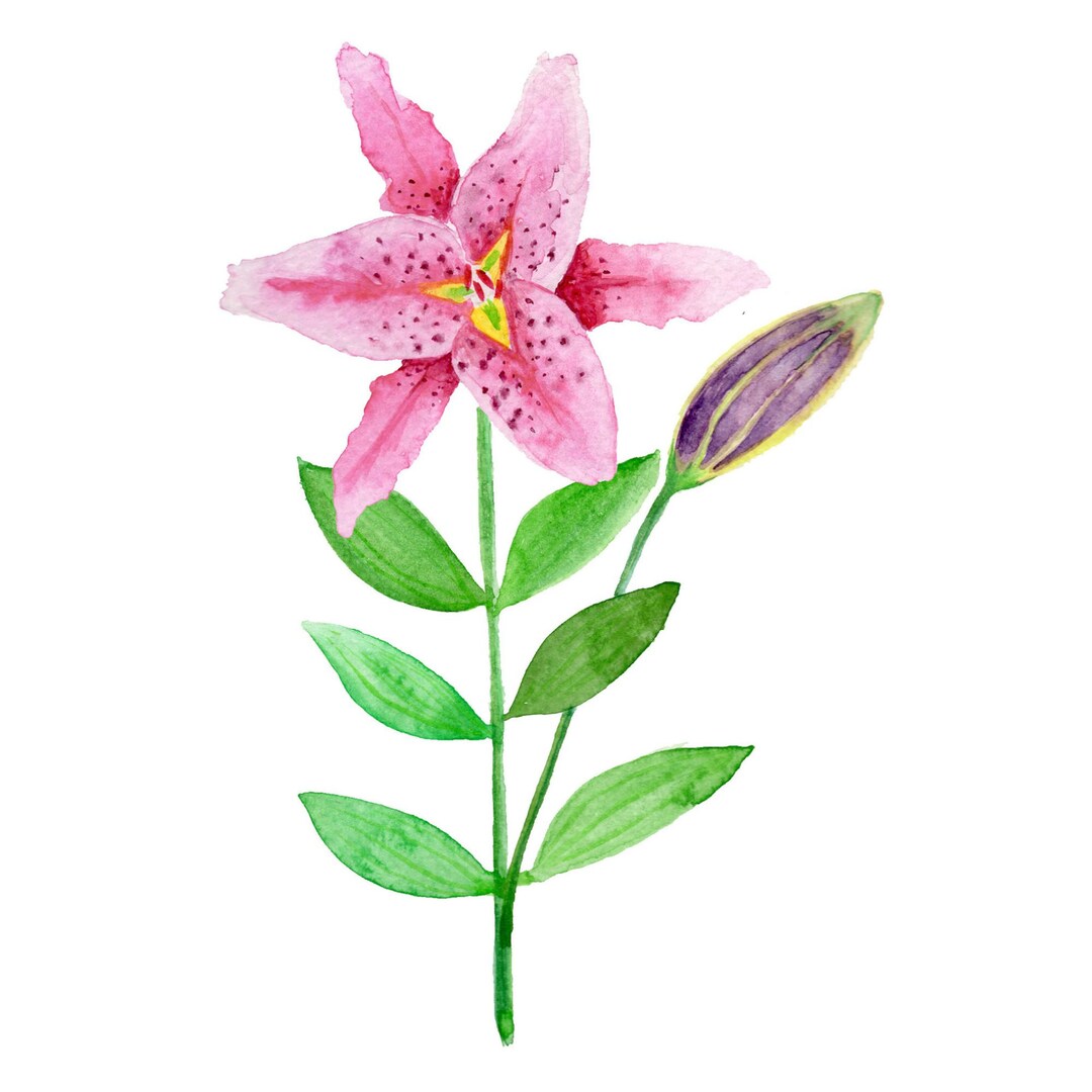 Watercolour Flower Clipart Watercolour Lily Watercolour - Etsy
