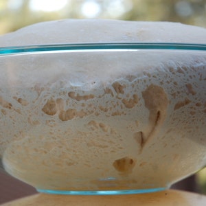 sourdough starter yeast from san francisco BEAST includes recipes