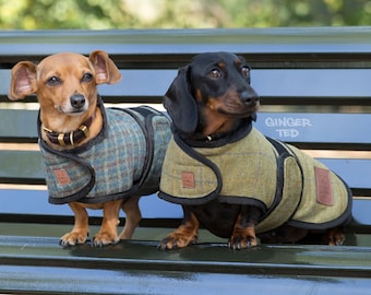 ginger ted dachshund coat