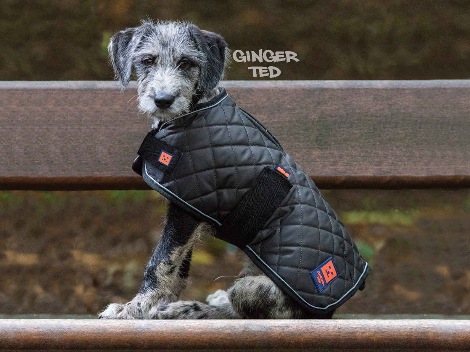 Warm Harness Dog Coat Ginger Ted Coat Thermal Quilted Coat / Etsy UK