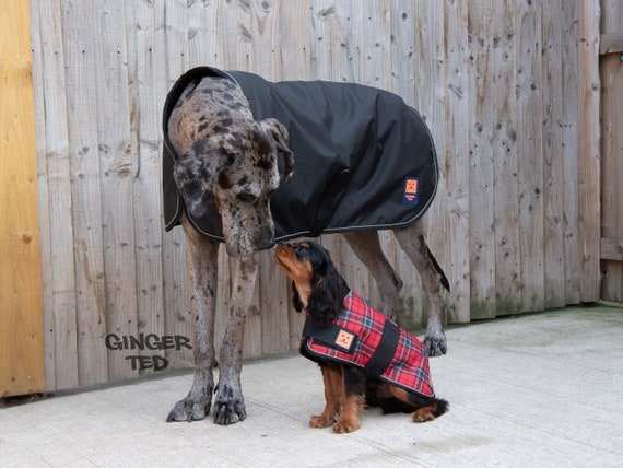 ginger ted dog coat