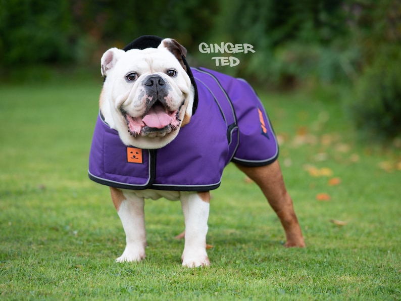 Manteau imperméable Bullldog Frenchie Ginger Ted Shower Bulldog / Veste / Imperméable avec fente pour harnais, doublure polaire et passepoil réfléchissant image 1