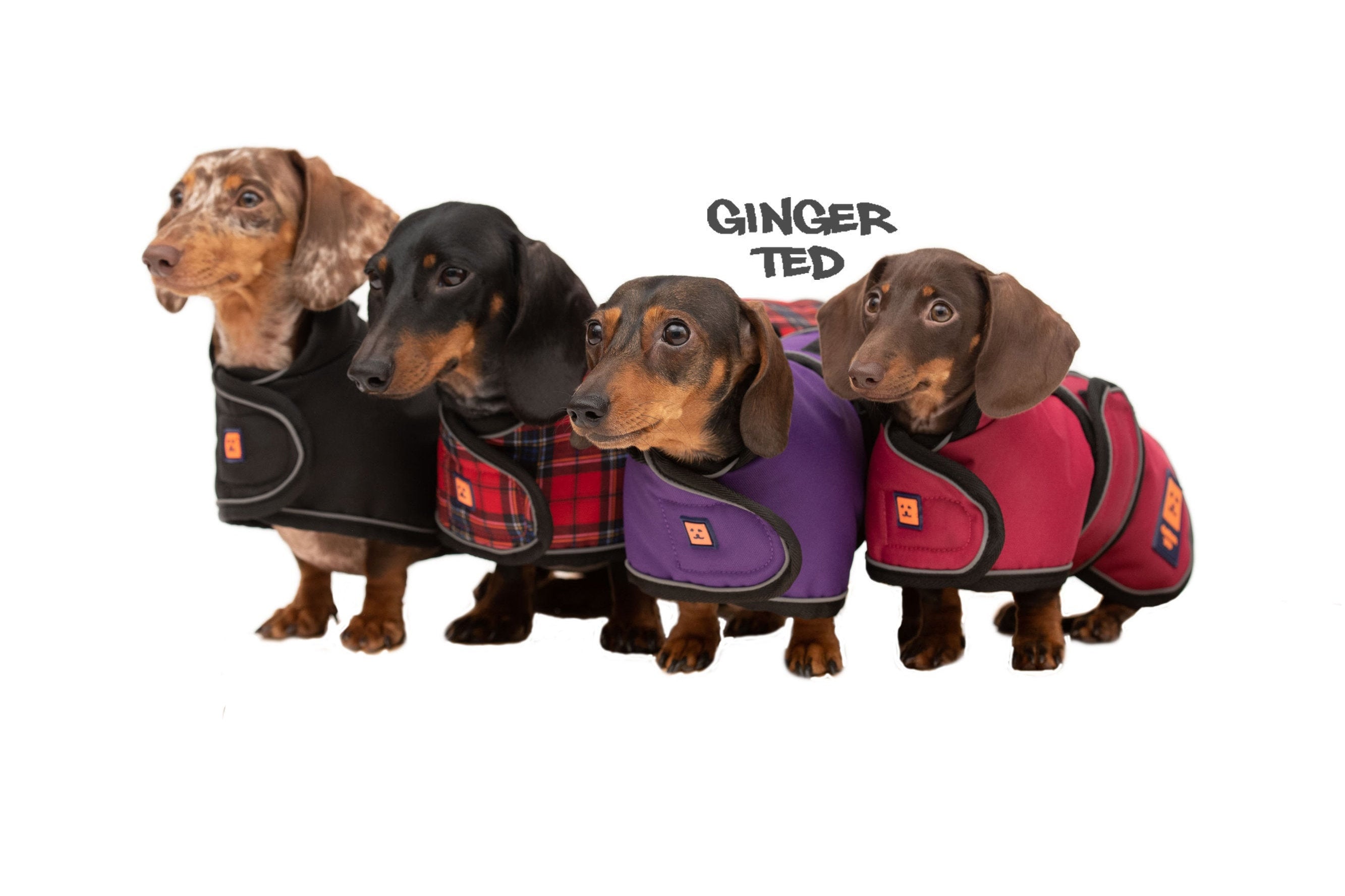 Dachshund Waterproof Coat Ginger Ted Shower Dachshund Coat Jacket Raincoat With Reflective Piping Optional Harness Slot Fleece Lining Etsy Canada