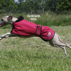 Waterproof Light Greyhound - Ginger Ted Shower LITE Greyhound Whippet Lurcher Coat with Reflective Piping and Optional Harness slot