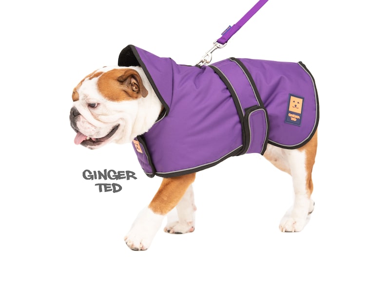 Manteau imperméable Bullldog Frenchie Ginger Ted Shower Bulldog / Veste / Imperméable avec fente pour harnais, doublure polaire et passepoil réfléchissant Purple