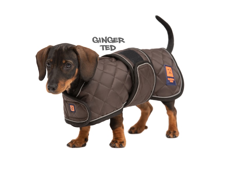 Dachshund Harness Warm Ginger Ted Thermal Quilted Coat / Etsy UK