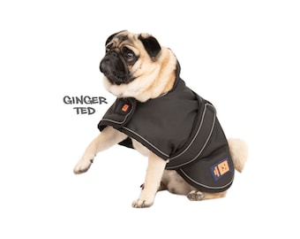 ginger ted dachshund coat