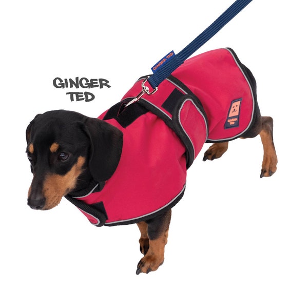 Dachshund Harness Waterproof Coat - Ginger Ted Shower Harness Dachshund Coat / Jacket / Raincoat with Harness Slot & Reflective Piping