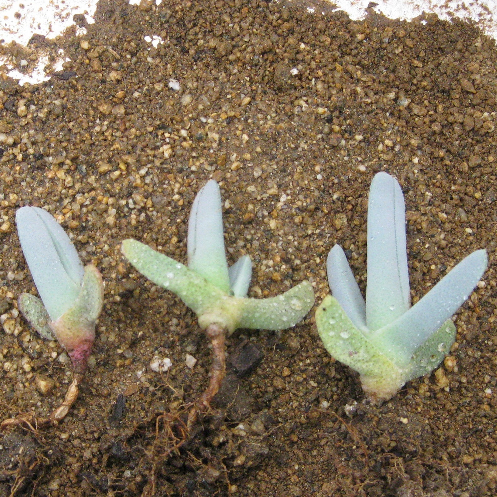 Five Bare Root Lobster's Claw Succulent Plants Etsy Australia
