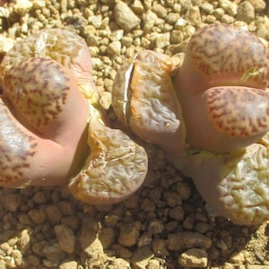 May include: Close-up of a Lithops plant, also known as a living stone. The succulent has a light pinkish-tan color with darker brown markings. The plant is in a small terracotta pot, surrounded by small pebbles.