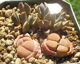 Lithops Fulviceps with Aloinopsis Orpenii