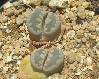 Lithops Otzeniana in a 3 Inch Pot