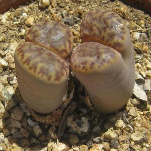 May include: A Lithops succulent plant featuring two distinct, fleshy, cylindrical bodies with a smooth, light tan base and a textured, mottled top surface displaying shades of brown and reddish-purple patterns, growing in a pot filled with small gravel.