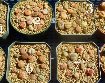 New April 10: Pick From Eight Lithops Pots