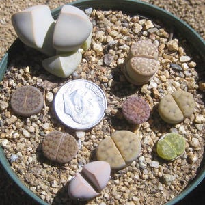 May include: A collection of various Lithops succulents in a round pot filled with small gravel. The plants exhibit diverse shapes, textures, and colors, including shades of beige, brown, and green. A US dime is placed among them for scale.