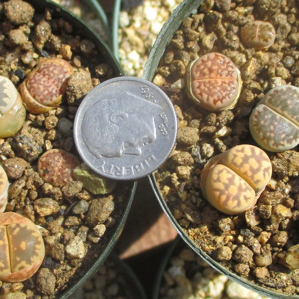 Nineteen Mixed Varieties Lithops In TWO Pots