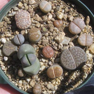 May include: A collection of various Lithops succulents, also known as living stones, planted in a round container filled with small gravel. The plants exhibit diverse textures, patterns, and colors, including shades of gray, brown, and green.
