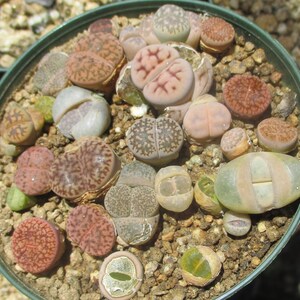 Twenty-six Lithops in a 3 Inch Pot