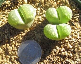 Two Lithops Fullergreen in a 3 Inch Pot