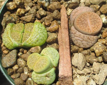 Lithops Fulviceps Aurea and Lydia in a 3 Inch Pot