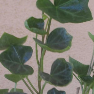 Twenty-five English Ivy Rooted Cuttings FREE SHIPPING