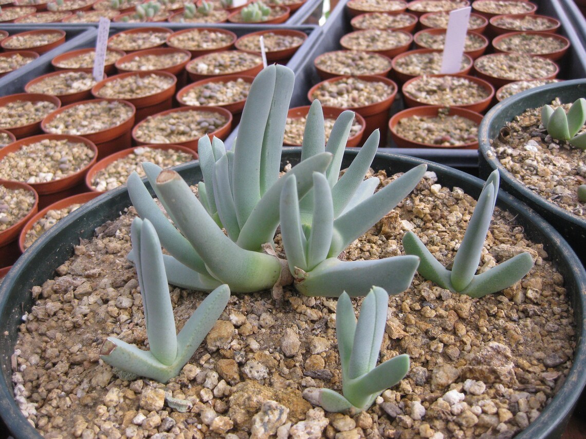 Five Bare Root Lobster's Claw Succulent Plants Etsy