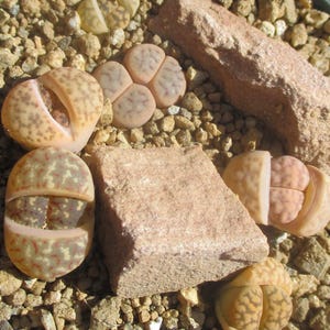 May include: Close-up of several Lithops plants, also known as living stones, in a bed of small pebbles. The plants display a variety of colors, including tan, brown, and pink, with unique patterns. A few small rocks are also present.